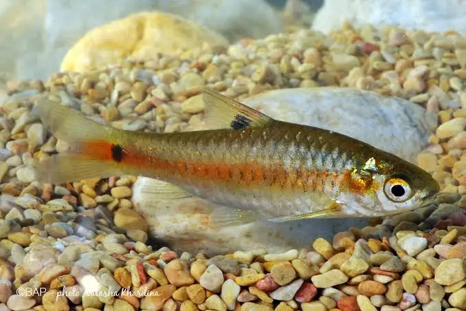 Brzanka