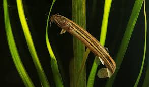 Piskorz