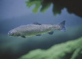 Pstrąg tęczowy
