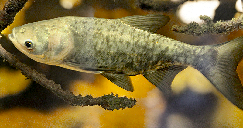Tołpyga pstra